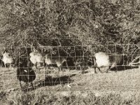 Schwarzes Schaf  Pentax 645N, SMC FA 2.8/45, Bergger Pancro 400@200
