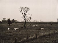 Das Baumsterben hat schon längst begonnen  Pentax 645N, SMC FA 2.8/150, Bergger Pancro400  - 04.09.2021 -