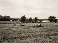 Rinder auf der Rheinwiese  Fuji GS645S professional WIDE60, Bergger Pancro400  - 23.09.2022 -