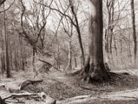 Testerberge - Waldbaum  Pentax 67II, SMC 2.4/105, Bergger Pancro400@200  - 25.03.2022 -