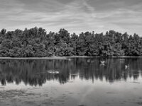 Schwanenfamilie - kleiner See I  PENTAX K-3 Mark III Monochrome, SMC PENTAX-FA 1.9/43 Limited  - 04.07.2025 -
