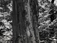 Die alte Buche  PENTAX K-3 Mark III Monochrome, SMC PENTAX-FA 1.9/43 Limited  - 04.07.2025 -