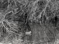 Wildente  PENTAX K-3 Mark III Monochrome, HD PENTAX - D FA* 2.8/70-200 ED DC AW  - 12.02.2025 -