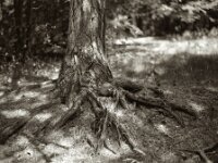 Verkrallt im Waldboden  Pentax 67 II, SMC 2.4/105, Orange Filter, ADOX CHS 100 II   - 17.06.2025 -