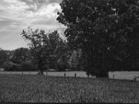 Feld, Weiden und Weide  Pentax Super A, SMC PENTAX-FA 1.9/43 Limited  - 26.05.2025 -