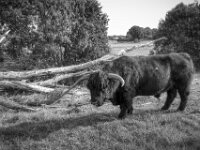 Highland Stier I  PENTAX K-3 Mark III Monochrome, HD PENTAX - DA* 2.8/ 11-18 ED DC AW