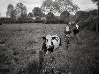 Begegnung  CHINON  Auto 3001 Multifocus, Kentmere Pan 400  - 04.05.2026 -