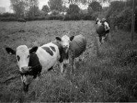 Neugier  CHINON  Auto 3001 Multifocus, Kentmere Pan 400  - 04.05.2026 -