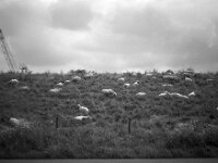 Deichgemeinschaft  CHINON  Auto 3001 Multifocus, Kentmere Pan 400  - 04.05.2026 -