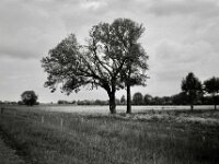 Nur noch zwei große  Bäume sind geblieben, der dritte fiel im Sturm  CHINON  Auto 3001 Multifocus, Kentmere Pan 400  - 04.05.2026 -