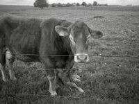 Mutter und Kind  CHINON  Auto 3001 Multifocus, Kentmere Pan 400  - 04.05.2026 -