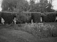 Kalte Schönheiten  CHINON  Auto 3001 Multifocus, Kentmere Pan 400  - 04.05.2026 -