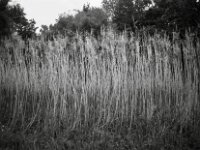 Vertrocknet  CHINON  Auto 3001 Multifocus, Kentmere Pan 400  - 04.05.2026 -