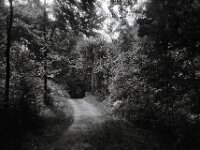 Die alte Buche am Weg ...  Chinon Auto 3001 Multifocus, Kentmere Pan 100  - 06.08.2026 -