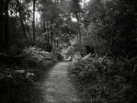 Waldweg  Chinon Auto 3001 Multifocus, Kentmere Pan 100  - 06.08.2026 -