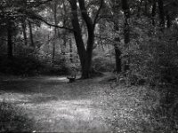 Bank im Wald  Chinon Auto 3001 Multifocus, Kentmere Pan 100  - 06.08.2026 -
