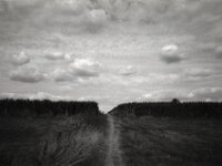 Himmel und Mais  Chinon Auto 3001 Multifocus, Kentmere Pan 100  - 06.08.2026 -