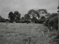 Kühe am Morgen  Fuji GS 645 prof. WIDE 60, ADOX CHS 100 II  - 08.07.2026 -