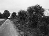 Kopfweidenweg II  Fuji GS 645 prof. WIDE 60, ADOX CHS 100 II  - 08.07.2026 -