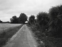 Kopfweidenweg I  Fuji GS 645 prof. WIDE 60, ADOX CHS 100 II  - 08.07.2026 -