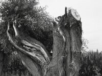 Kopfweide I  Fuji GS 645 prof. WIDE 60, ADOX CHS 100 II  - 08.07.2026 -