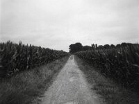 Maisweg  Fuji GS 645 prof. WIDE 60, ADOX CHS 100 II  - 08.07.2026 -