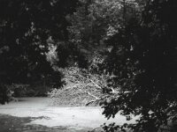 Waldteich  Fuji GS 645 prof. WIDE 60, ADOX CHS 100 II  - 08.07.2026 -
