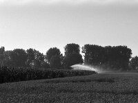 Feldbewässerung  Pentax MZ-S, SMC PENTAX-FA 1.8/77 Limited, Kentmere Pan 100  - 10.07.2026 -