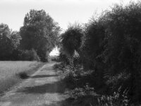 Weidenschattenwurf  Pentax MZ-S, SMC PENTAX-FA 1.8/77 Limited, Kentmere Pan 100  - 10.07.2026 -
