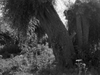 Gespaltene Existenz  Pentax MZ-S, SMC PENTAX-FA 1.8/77 Limited, Kentmere Pan 100  - 10.07.2026 -