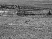 Futtersuche  Pentax MZ-S, SMC PENTAX-FA 1.8/77 Limited, Kentmere Pan 100  - 10.07.2026 -