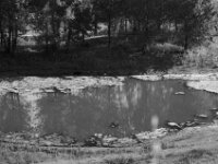 Algenteppich  Pentax MZ-S, SMC PENTAX-FA 1.8/77 Limited, Kentmere Pan 100  - 10.07.2026 -