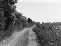 Viadukt Weg  Pentax MZ-S, SMC PENTAX-FA 1.8/77 Limited, Kentmere Pan 100  - 10.07.2026 -