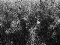 Winde im Rapsfeld  Pentax MZ-S, SMC PENTAX-FA 1.8/77 Limited, Kentmere Pan 100  - 10.07.2026 -