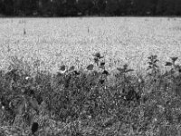 Sonnenblumen am Getreidefeld  Pentax MZ-S, SMC PENTAX-FA 1.8/77 Limited, Kentmere Pan 100  - 10.07.2026 -