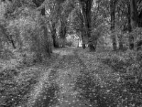 Herbst im August  Pentax K-3 Mark III Monochrome, HD PENTAX - DA* 2.8/ 11-18 ED DC AW - 20.08.2026 -