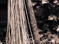 Bambusbündel  Yashica FR 1, Planar 1.4/50, Foma Retropan 320 - 26.02.2016 -