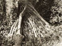 Schnittholz als Tierburg  Pentax 6x7, Takumar  3.5/55, Ilford Delta 100@64