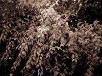 Herbstblüten am Ranunkelstrauch  Pentax 67II, SMC Takumar 4.5/75, HP5+/1600