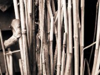 Bambus und Chinaschilf  Yashica FR 1, Planar 1.4/50, Foma Retropan 320