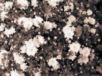 Chrysantheme  Yashica FR 1, Planar 1.4/50, Rollei RPX400@250