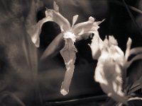 Schwertlilienblüte  Pentax LX,  Sigma 8.0/600 Mirror, Gelbfilter, Bergger BRF400+@400