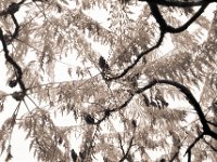 Herbstblätter des Essigbaumes  Pentax MZ-S, SMC FA  1.9/43 Limited, Geldbfilter, Ilford HP5plus@400