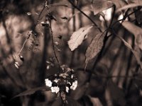 Samthortensienblüte im Herbst  Pentax 67II, SMC Takumar 2.8/150, Gelb-Orange Filter, Ilford HP5plus@1600