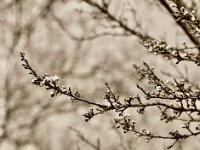 Pflaumenblüten öffnen sich  Pentax K-1, HD Pentax D-FA* 2.8/70-200 ED DC AW  - 30.03.2020 - : Baum, Pflaumenblüte, Garten Erlenstraße, Pflaumenbaum
