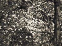 Magnolienblüte  Pentax LX, 2.5/135 Takumar Bayonet, Adox Silvermax 100 : homepage, Blüten, Garten Erlenstraße, Magnolie