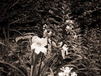 Taglilie  Fuji GW 690 III, Bergger Pancro 400 : Taglilie, Blüten, Garten Erlenstraße, Seifenblume