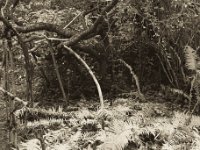 Farn und alter Essigbaum im Herbst  Canham DLC 45; Apo Sironar-N 5.6/150, Fuji Acros 100@64