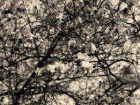 Magnolienblüten nach der Frostnacht  Yashica FR l, Zeiss Sonar 2.8/135, Ilford Pan 100