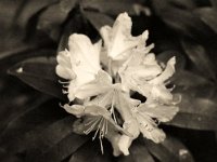 Rhododendronblüte  Yashica FR I,  Zeiss Planar 1.4/50, Gelb-Grünfilter, Bergger Pancro400  - 20.05.2021 -
